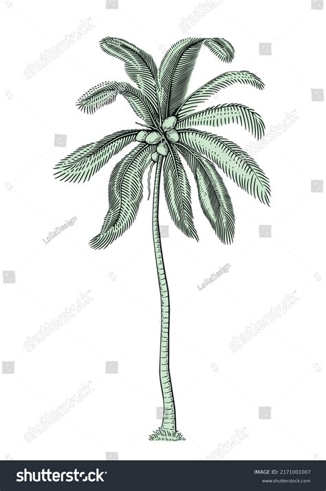 Detailed Illustration Tropical Coconut Palm Tree Stock Vector Royalty