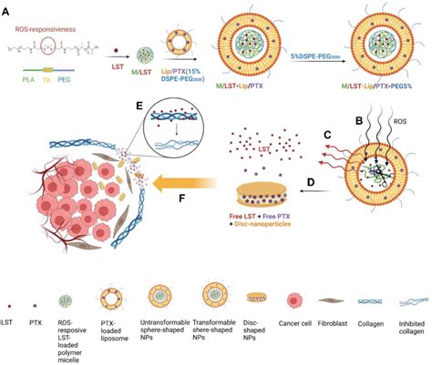 Illustration Of Preparation And Actions Of The NPs A Preparation Of