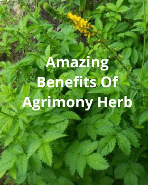 Amazing Benefits Of Agrimony Herb | Herbs