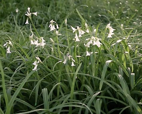 Allium triquetrum ('Three-cornered Leek') bulbs — Buy online at Farmer ...