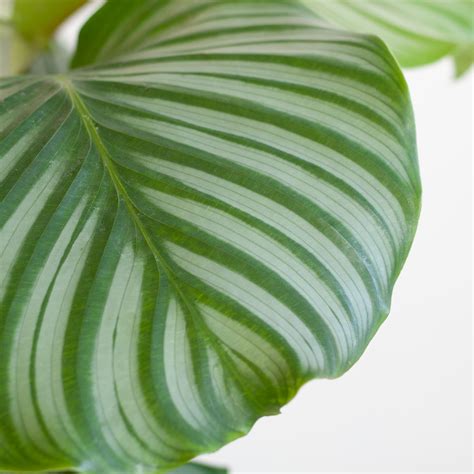 Calathea Orbifolia Schaduwplant P Kopen Plantje Nl