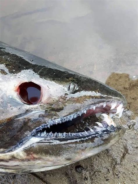 Zombie Salmon Interesting Fish Facts