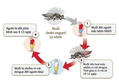 Bệnh Sốt Xuất Huyết Nguyên Nhân Triệu Chứng Cách điều Trị Và Phòng