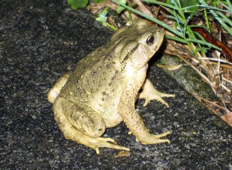 Bufonidae True Toads Wildlife Journal Junior