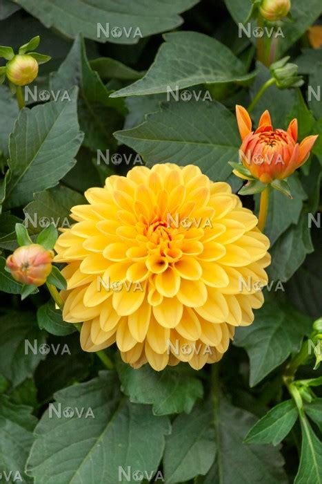 Dahlia Dahlinova Hypnotica Gold