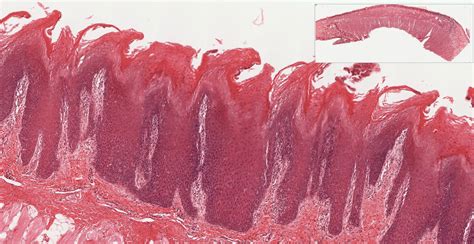 Oral Cavity And Salivary Glands Histology