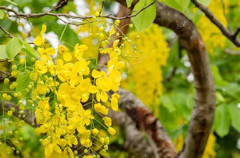 F Stula De Cassia Es La Planta De Tailandia Y Su Flor Es La Flor