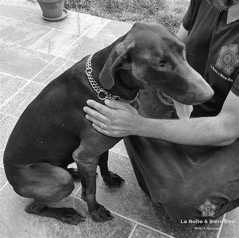 Reiki Animaux de compagnie La Boite à Bien Être Saint Nicolas de la