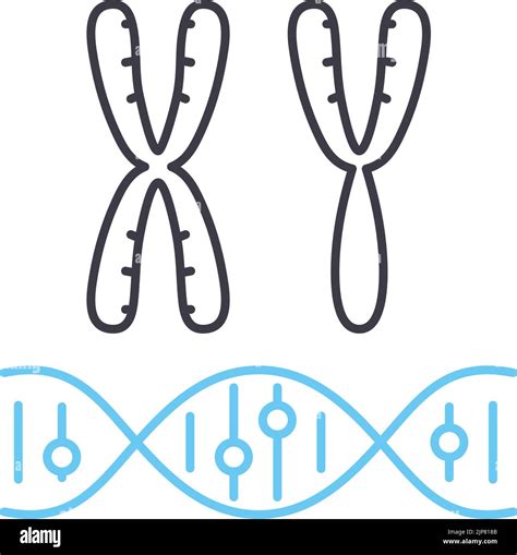 Chromosome Line Icon Outline Symbol Vector Illustration Concept Sign