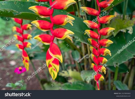 Lobster Claw Heliconia Plant Atelier Yuwa Ciao Jp