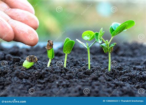 .Sapling Growing from the Ground Stock Image - Image of gardening, baby ...