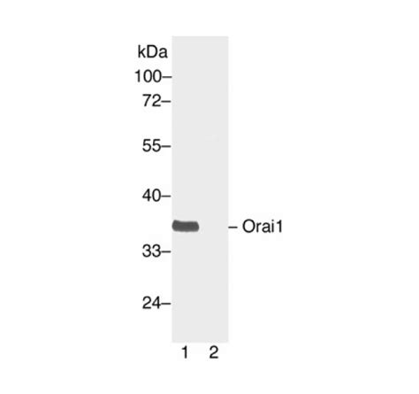 Orai1 L2 PAb NewEast Biosciences GTPase And Oncogene