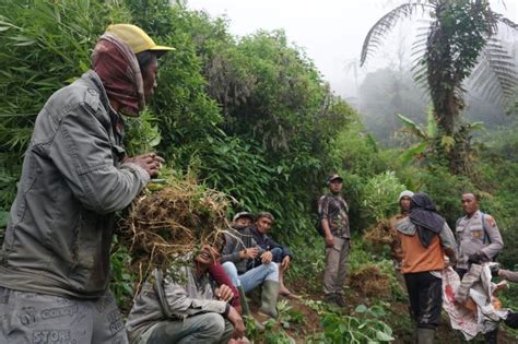 Inilah Fakta Penemuan Ladang Ganja Di Lereng Gunung Semeru