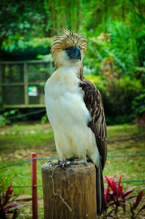 File:Philippine eagle 2.jpg - Wikimedia Commons