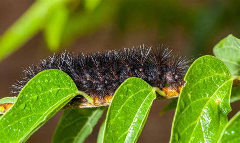 15 Caterpillars Found in Florida (6 Are Poisonous) - AZ Animals