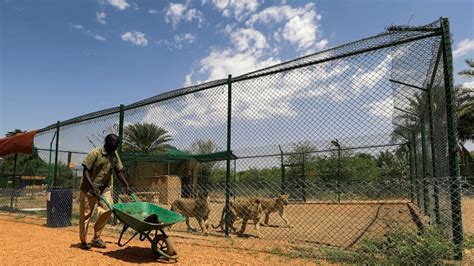 Sudan animals in danger as crisis cuts water and power