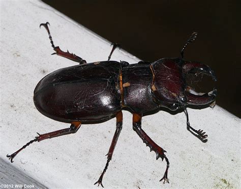 Reddish Brown Stag Beetle Lucanus Capreolus