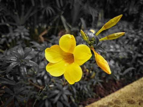 Premium Photo A Yellow Flower With The Word B On It