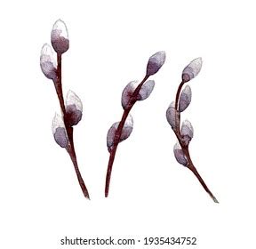 Watercolor Illustration Pussy Willow Twigs Isolated Stock Illustration