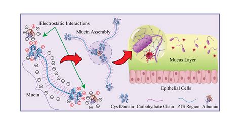 Microrheology Of Mucinalbumin Assembly Using Diffusing Wave