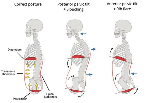 How Does Poor Posture Impact Your Breathing? Your Mid-Back Matters!