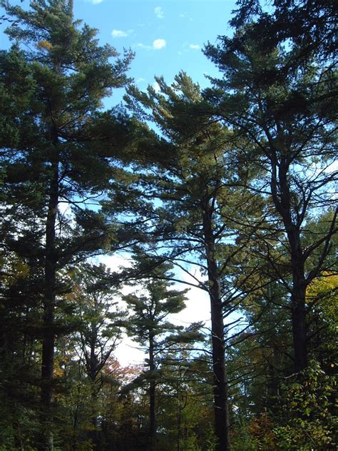 Forest Types – Westwind Forest Stewardship Inc.