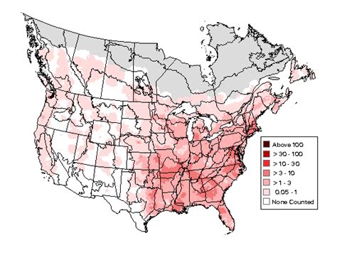 Downy Woodpecker : Minnesota Breeding Bird Atlas