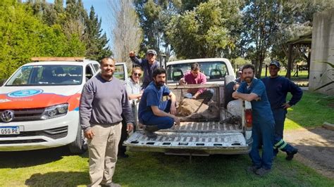 Capturaron Un Puma En Inmediaciones Del Country Sauveterre En Linea