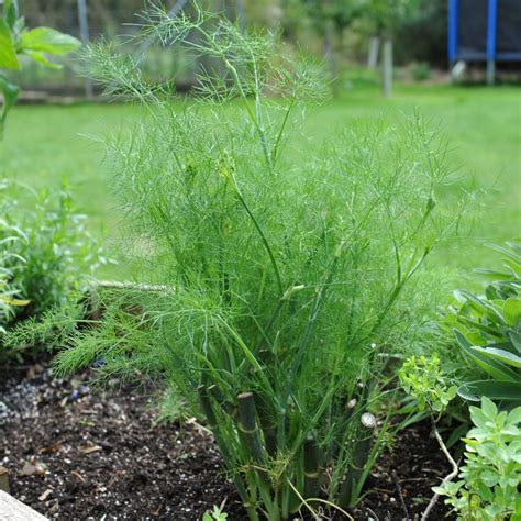 Fennel Plant Foeniculum Vulgare