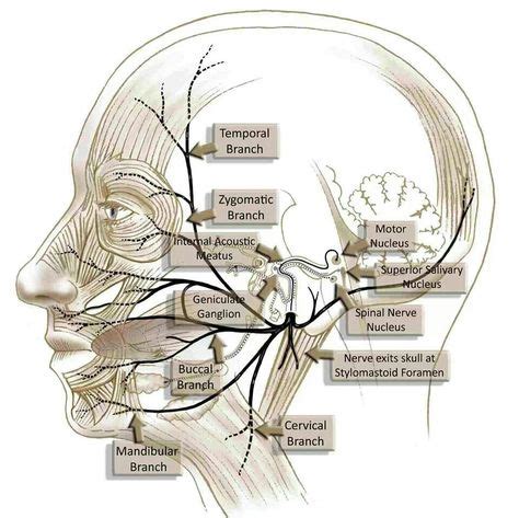 Facial cranial nerve 7