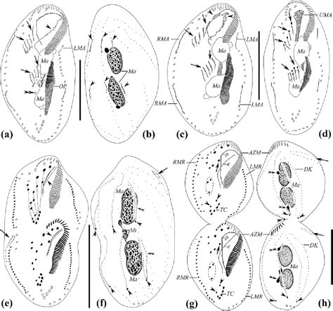 Morphology And Morphogenesis Of A Soil Ciliate Rigidohymena Candens