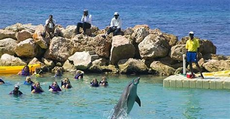 Dolphin Cove, Jamaica - Jamaica Get Away Travels