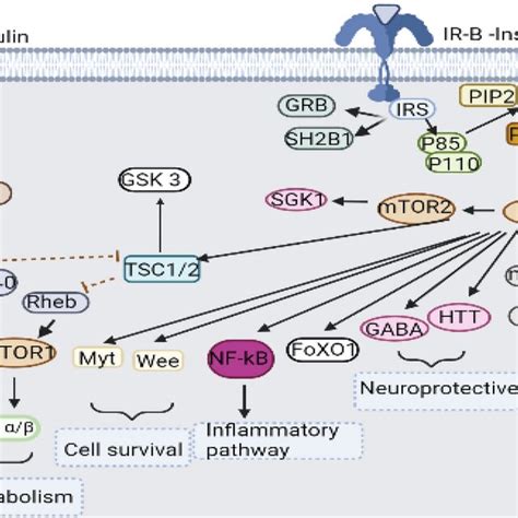 Pi K Akt Mtor Signaling Pathway Insulin Transmits Growth Survival