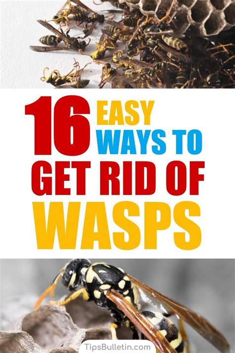 Learn How To Keep Wasps Away With 16 Tips And Recipes To Get Rid Of Wasp Nests Naturally Using