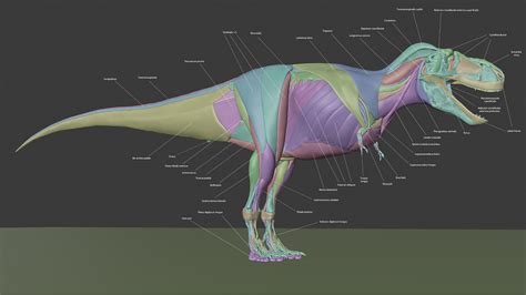 Tyrannosaurus Rex Anatomy