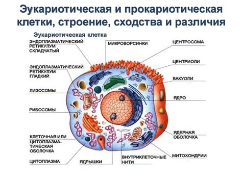 Экология микроорганизмов - презентация онлайн