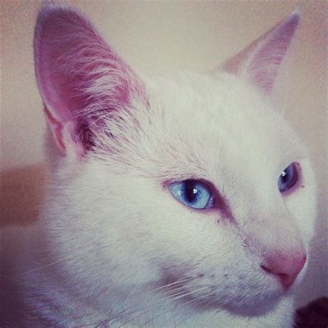 Pictures of Manx Cat Breed | Cat breeds, Cats, Manx cat