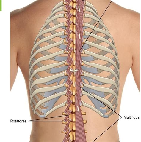 Anatomy Rib Cage Posterior View Images And Photos Finder