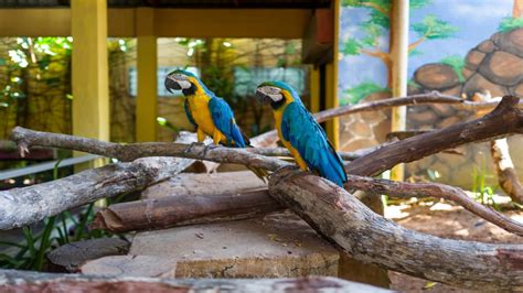 Langkawi Langkawi Wildlife Park Eintrittskarte GetYourGuide