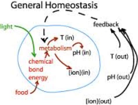 Cells and Homeostasis: - Anatomy 101: