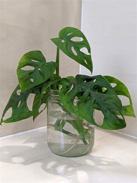 How To Propagate Monstera Adansonii Ways Tips For Each Method