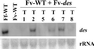 Northern Blot Analysis Of F Fujikuroi Wild Type Strain IMI58289 F