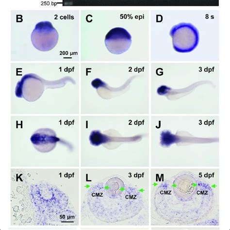 Expression Of Tubgcp During Zebrafish Early Development A