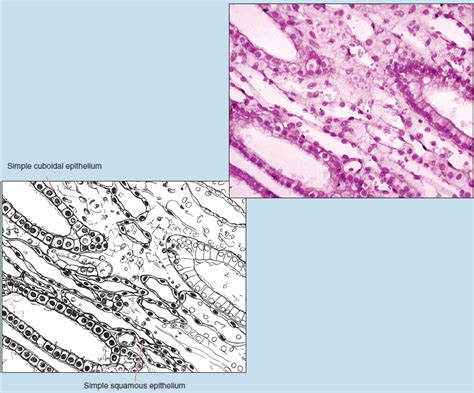 Chapter 2 Epithelial Tissue Histology An Identification Manual