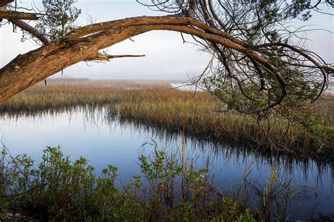 Timucuan Preserve: Will Dickey Florida Fine Art Nature and Wildlife ...