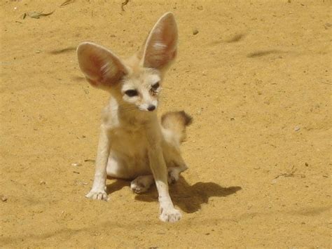 Fennec Fox Animal Facts | Vulpes zerda | AZ Animals