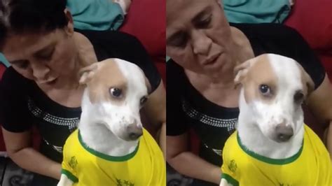 Cachorro Come Todo Bolo De Casa Fica Barriga Enorme E Tutora Se