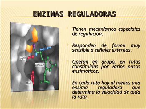 Ppt Enzimas Reguladoras Dokumen Tips