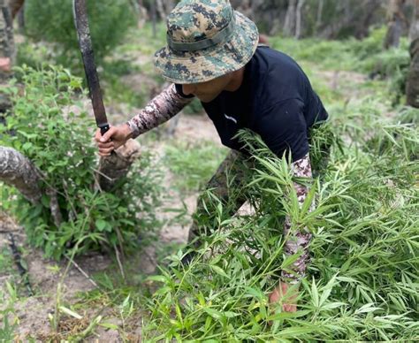 Ocorr Ncia Policial Cipe Nordeste Erradica Planta Es Mais De