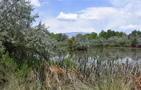 Rio Grande River Valley Bosque Wetlands Stock Photo Image Of Grande